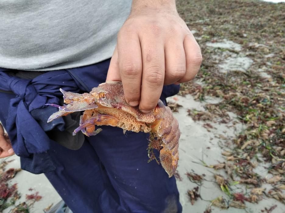 Voluntarios se lanza a las playas de Dénia a retirar la basura escupida por Gloria