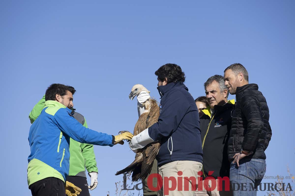 Suelta de dos buitres leonados en la Sierra de Mojantes en Caravaca