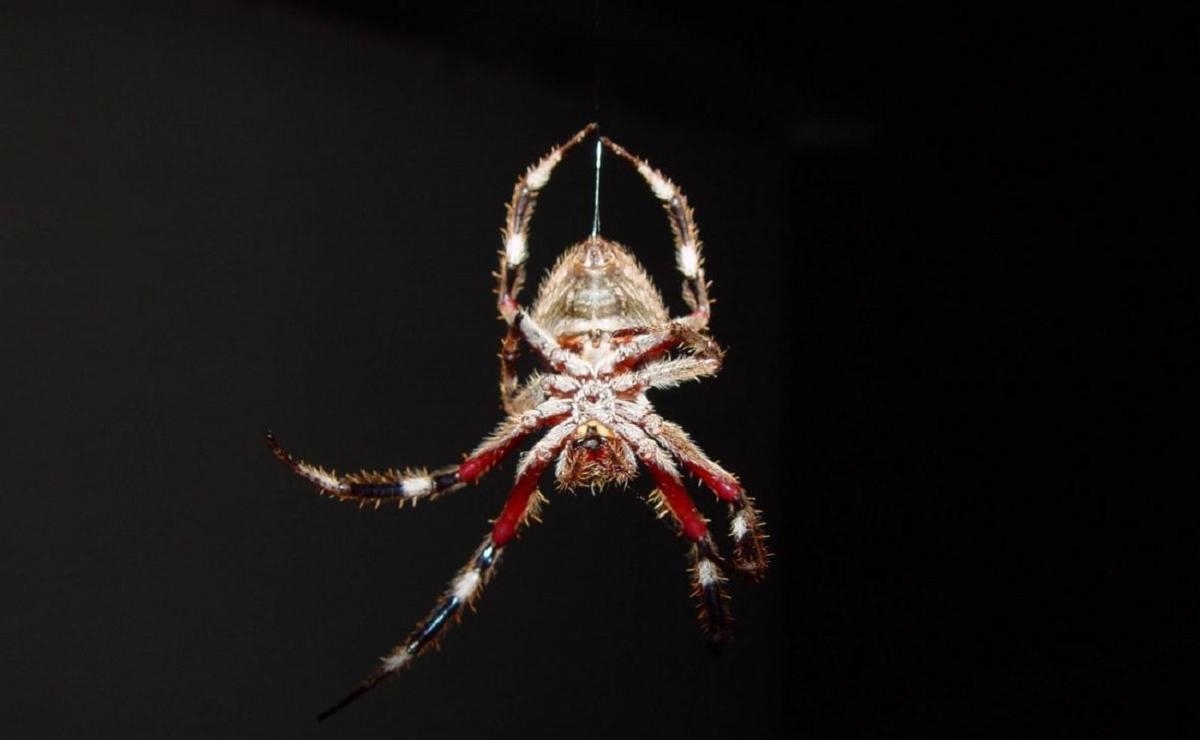 La luz artificial está reduciendo el cerebro de las arañas