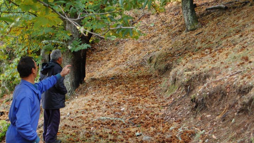 Dos personas en un castañar de la comarca sanabresa