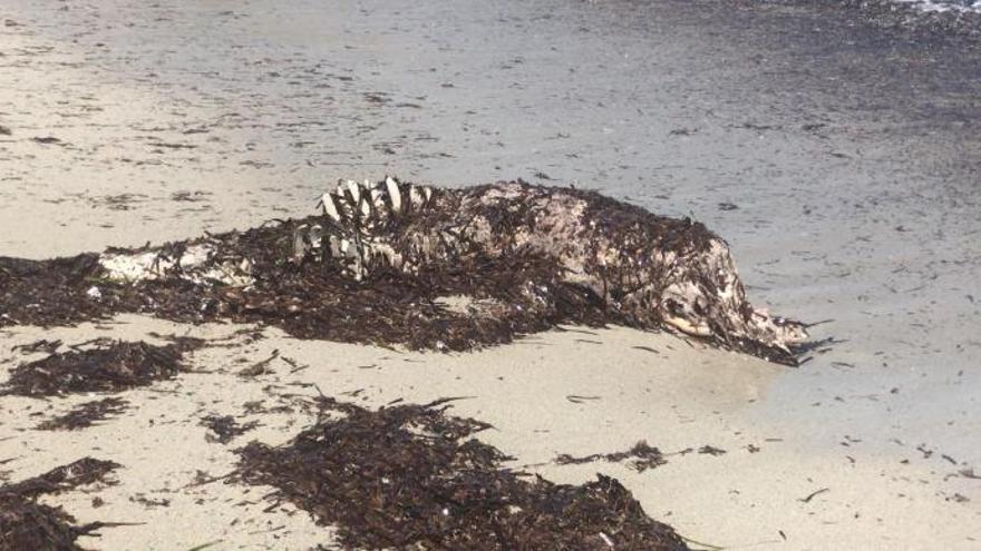 Toter Delfin an der Nordostküste von Mallorca geborgen