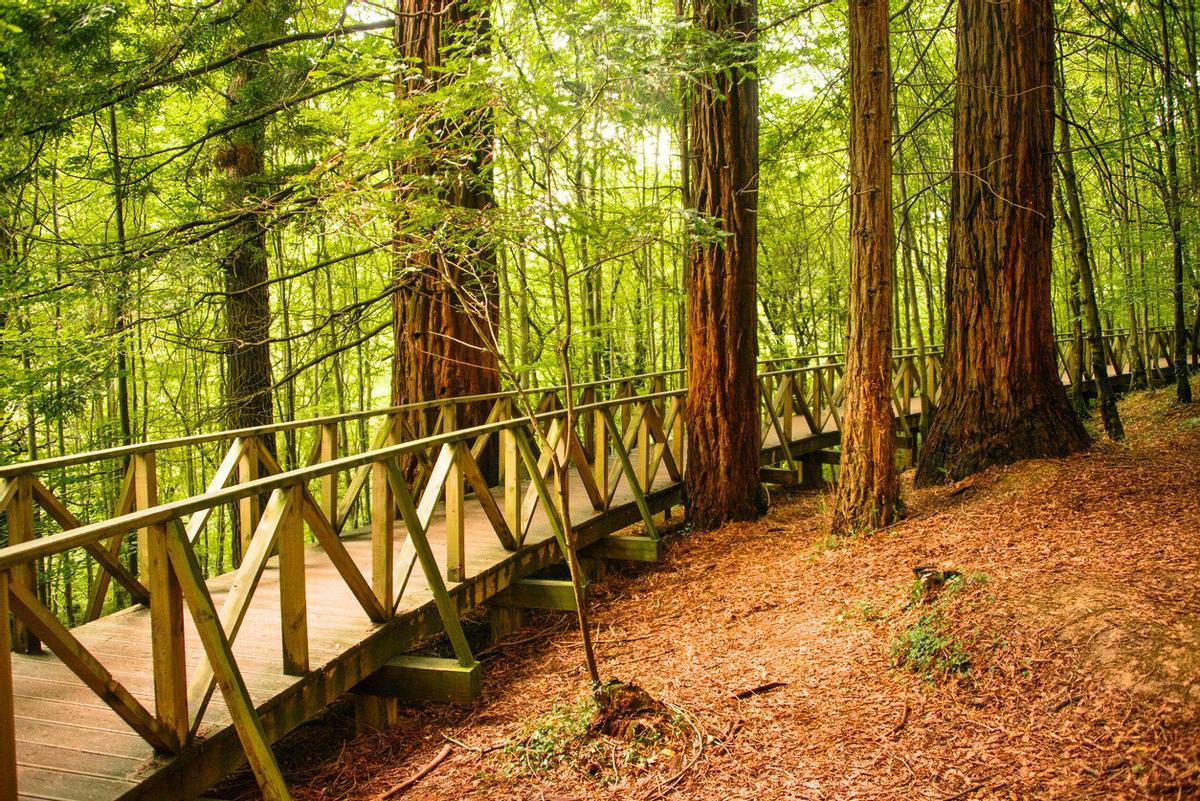 El sendero tiene tramos con pasarelas de madera para facilitar el recorrido