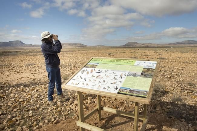 FUERTEVENTURA - El presidente del Cabildo de Fuerteventura, Marcial Morales, y la consejera de Medio Ambiente, Natalia Évora, presentan los paneles interpretativos de la Reserva Ornitológica de la Finca El Jarde, en Antigua - 29-03-16