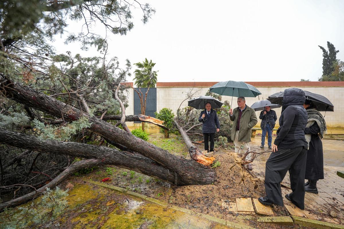 Árboles caídos e el Cementerio de San Fernando.