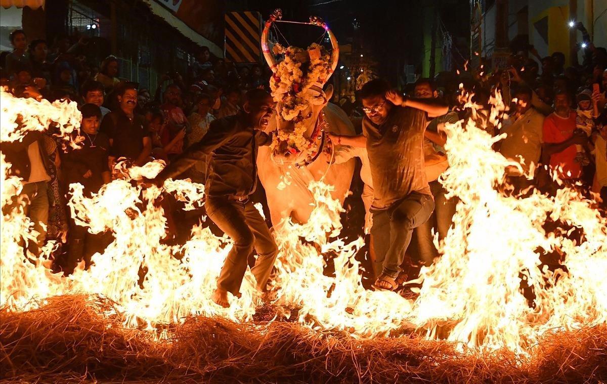 En esta imagen hombres indios llevan a una vaca sobre heno quemado como parte de un ritual para buscar buena fortuna y protección, durante el festival Hindu Makar Sankranti en Bangalore.