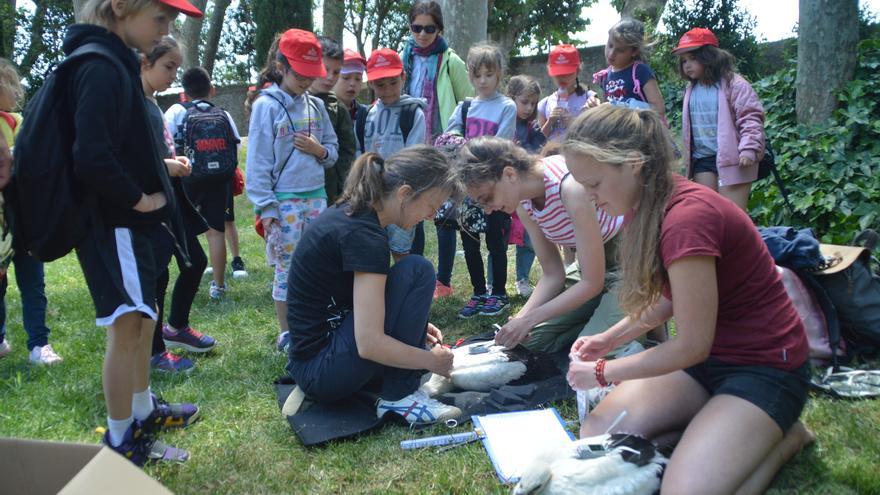 Col·loquen radiotransmissors a vuit cigonyes del Parc del Castell de Peralada