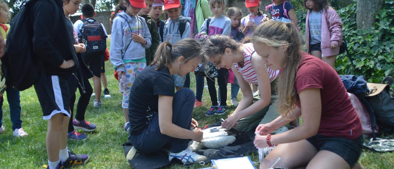 Col·loquen radiotransmissors a vuit cigonyes del Parc del Castell de Peralada