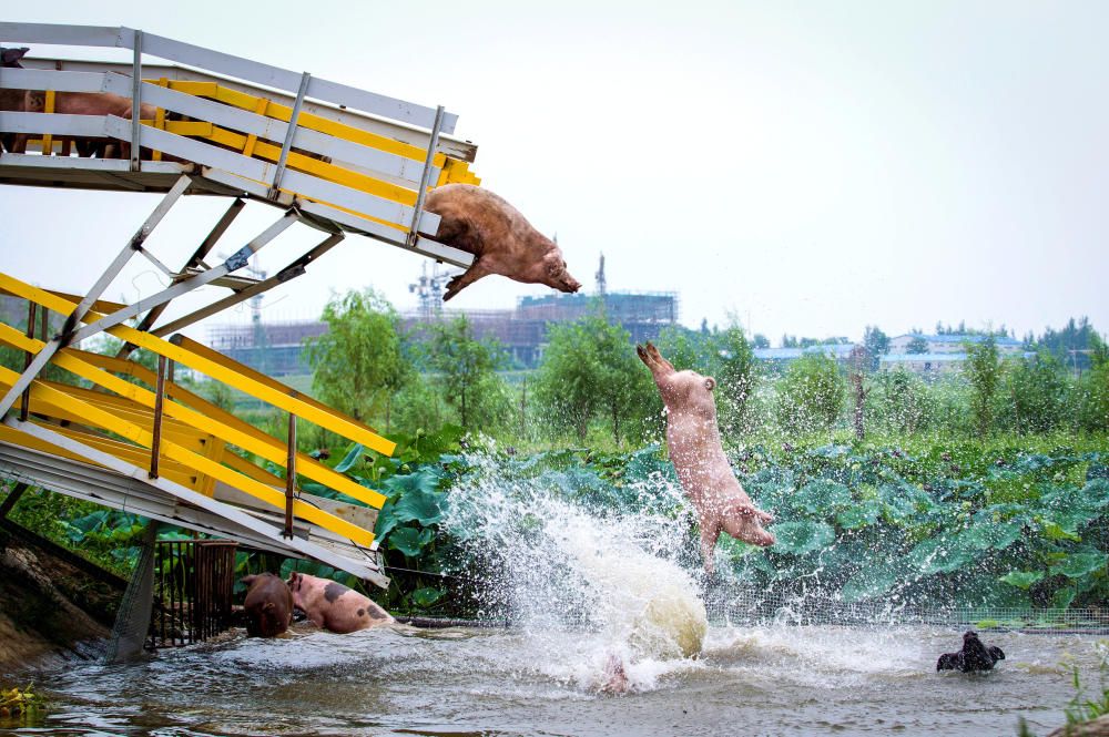 Pigs are herded off a platform into water by ...