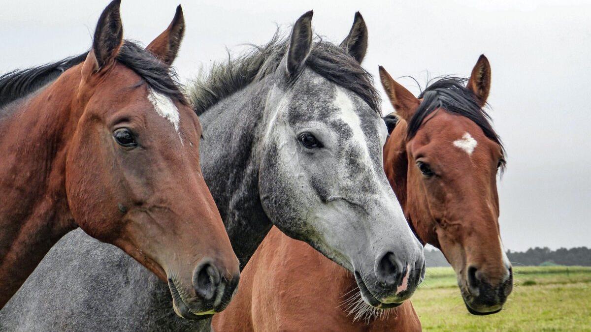 ¿De dónde viene el caballo? Los científicos descubren su origen