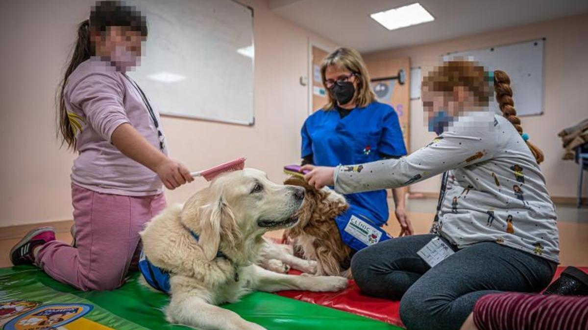 Perros que sanan a niños con problemas de salud mental: &quot;Reducen las crisis hasta tres veces&quot;.