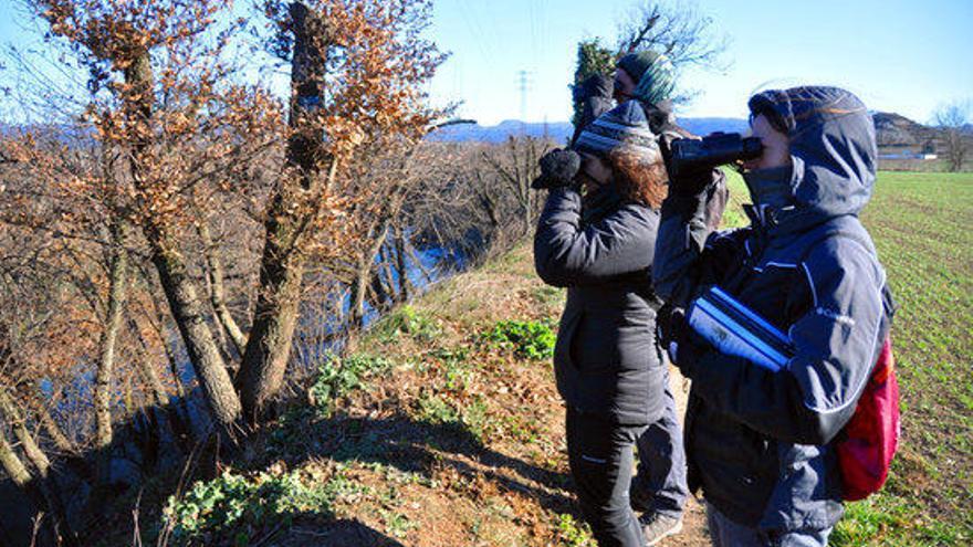 Uns 6.000 ocells aquàtics han hivernat aquest any al riu Ter