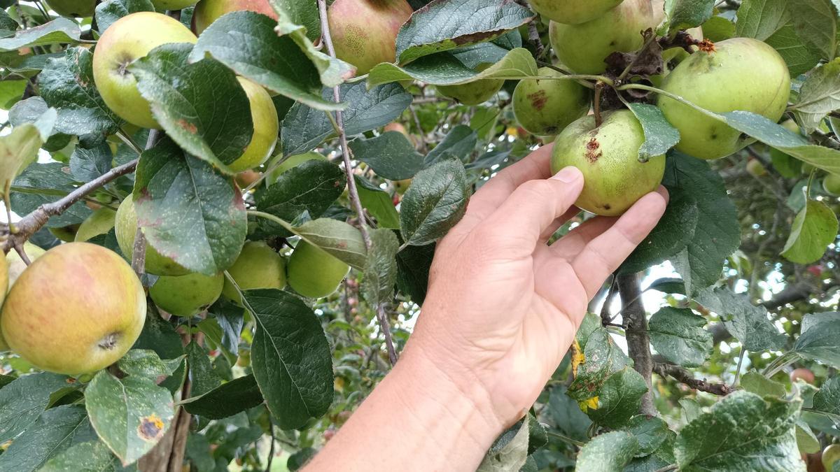 Manzanas en una pomarada.