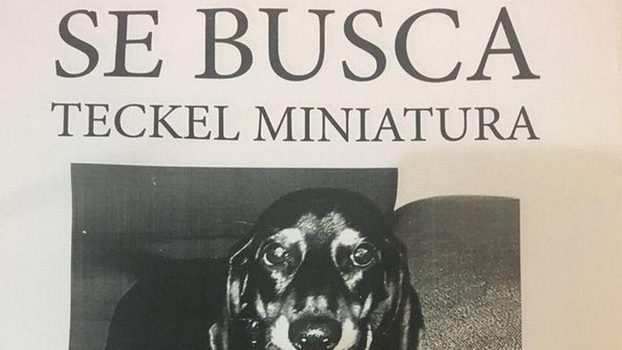 Un vecino de Alcalá ofrece 10.000 euros a quien encuentre a su perro