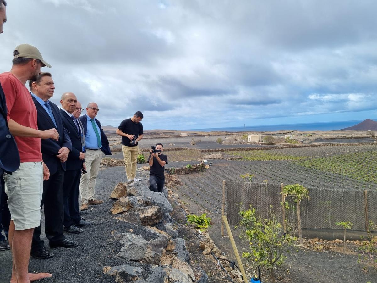 El ministro Luis Planas visita un enarenado en Lanzarote.