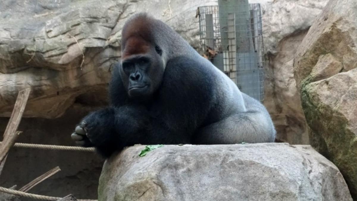 Xebo, gorila del Zoo de Barcelona