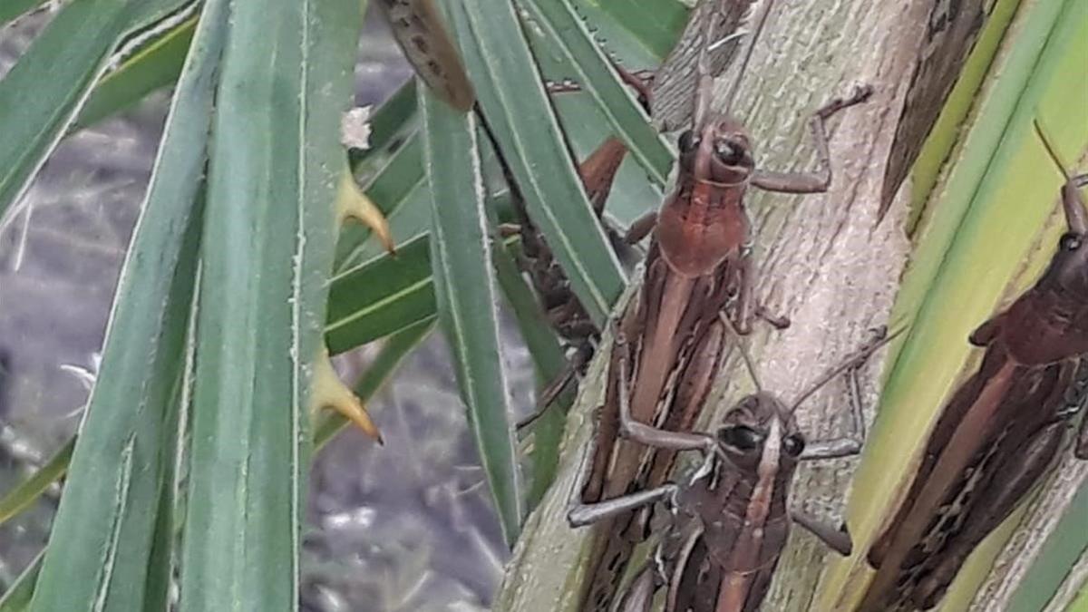 plaga de langostas en argentina y brasil