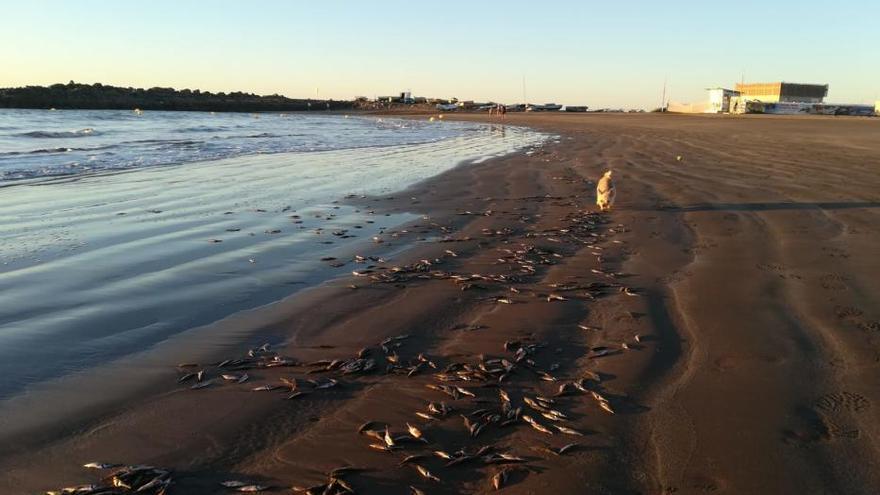 Aparecen peces muertos en la playa de Las Burras