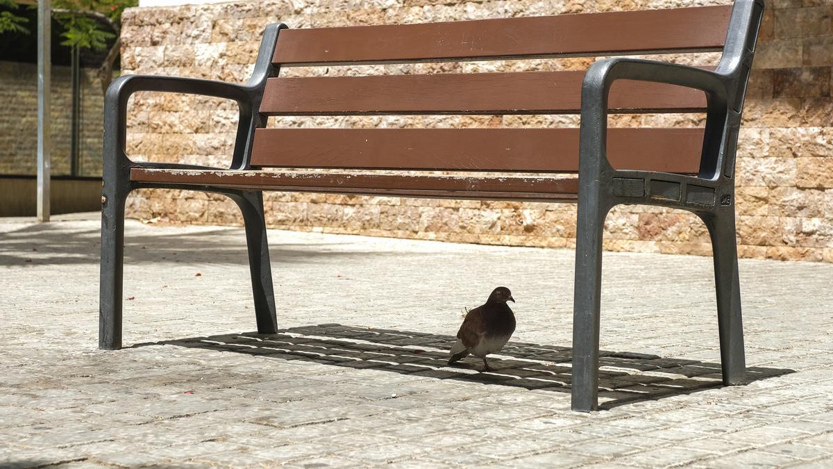 Una paloma se protege del calor bajo un banco público.