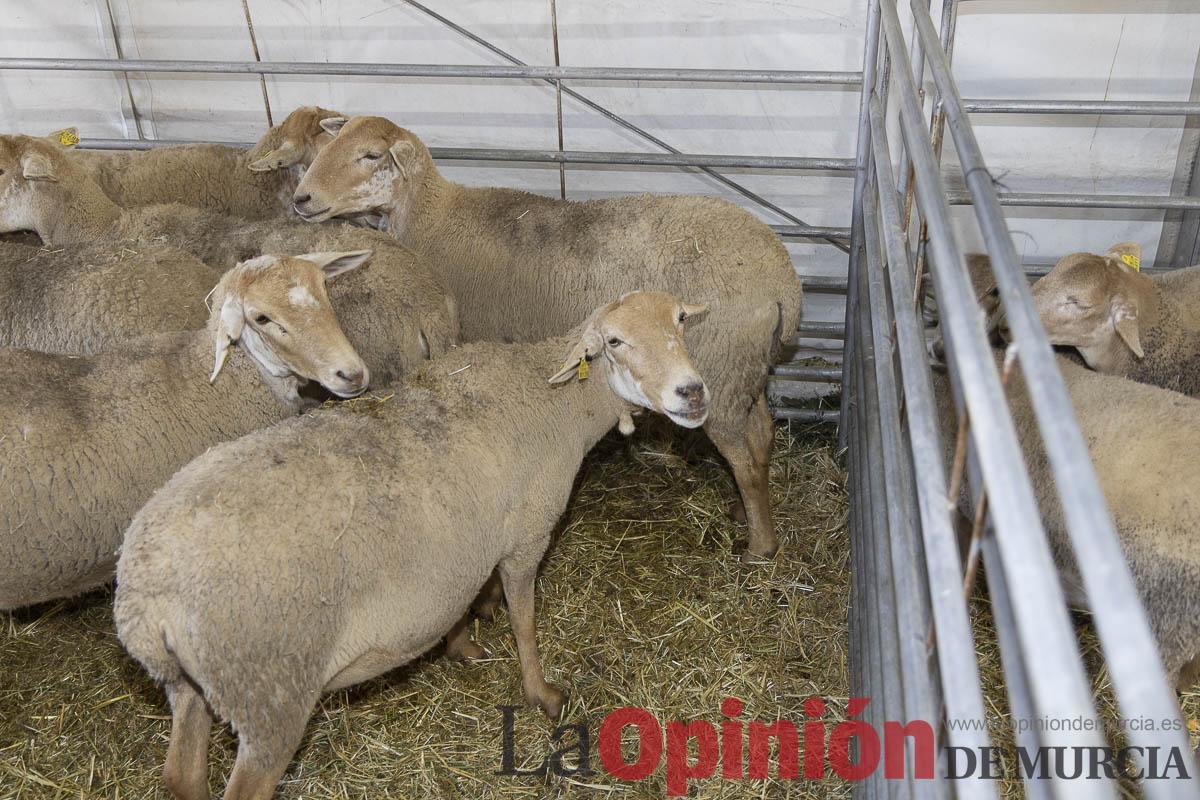 Así se ha vivido la IX Feria del Cordero Segureño celebraba en la pedanía caravaqueña de Archivel