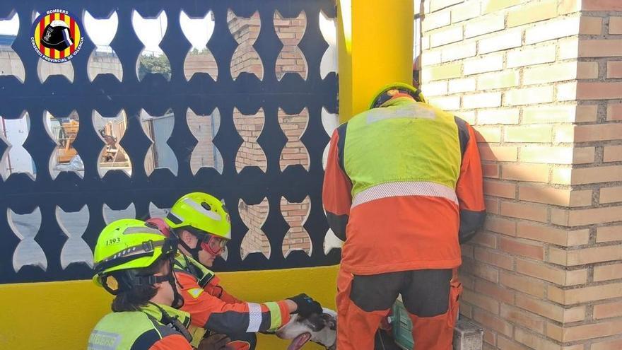 El curioso rescate de un perro atrapado en un muro en Beniparrell