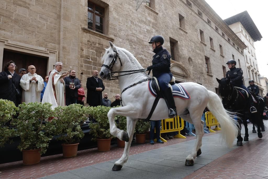 Palma celebra sus primeras 'beneïdes' sin animales exóticos por la Ley de Bienestar Animal