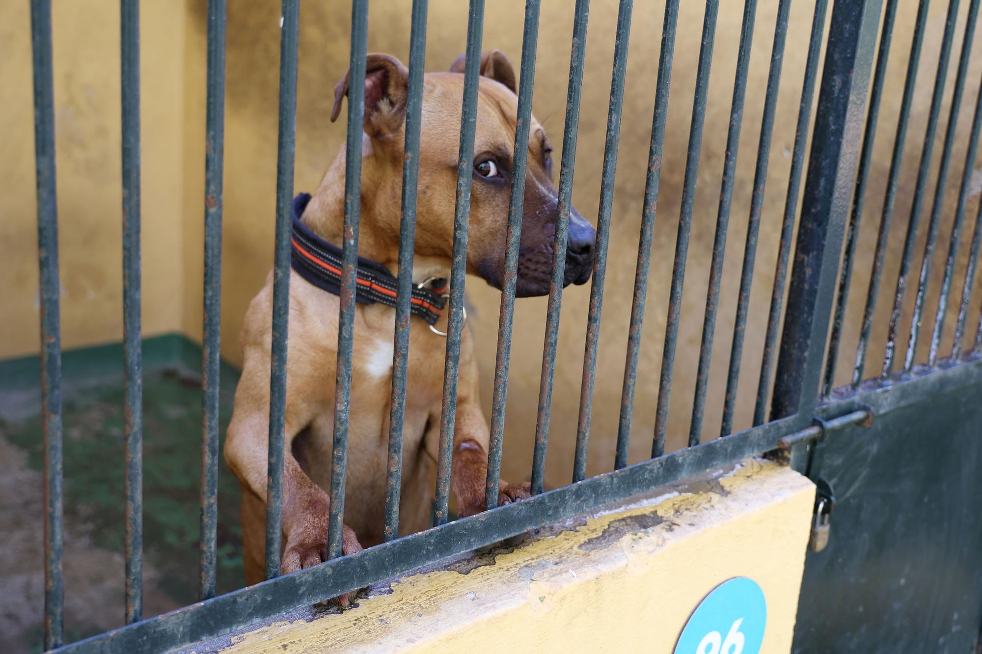 Estos son los perros que han desfilado en Palma para buscar una familia que los adopte
