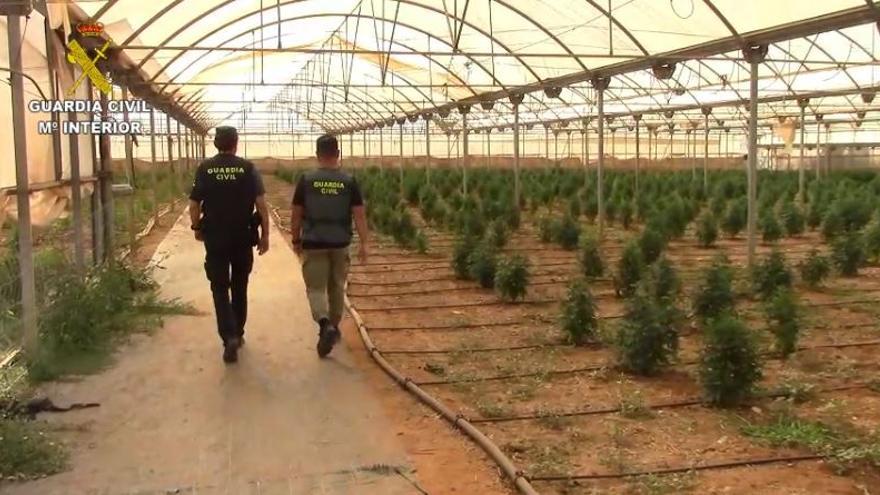 Desmantelado un invernadero con 4.500 plantas de marihuana en es Pil·larí