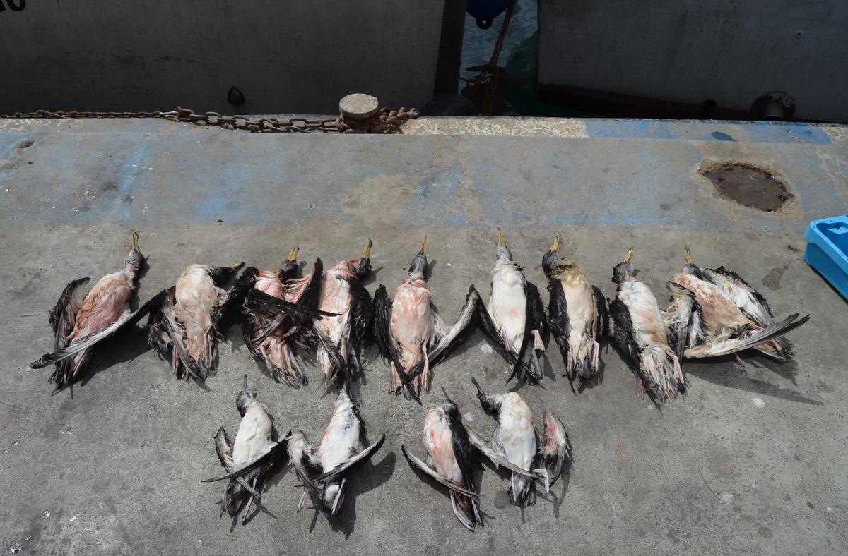 Aves muertas por capturas accidentales en barcos de palangre.