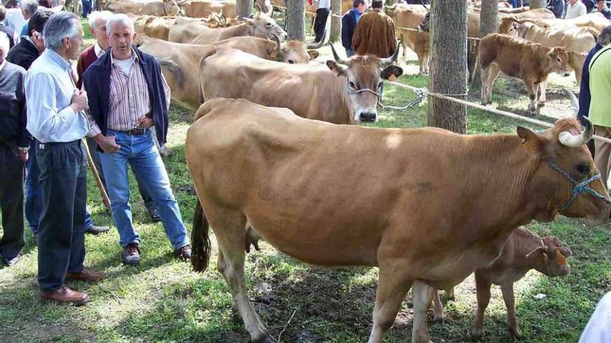 Reses asistentes a la feria de La Dehesa en Arriondas.