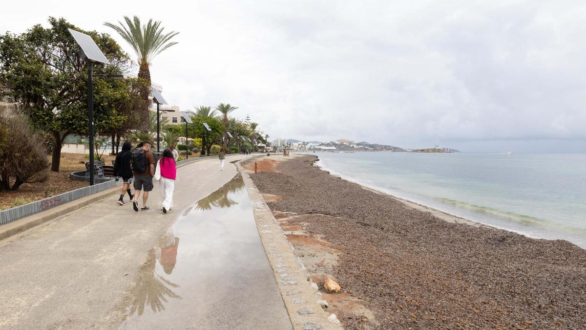 Acumulación de posidonia en un tramo de Platja d’en Bossa, en Ibiza.