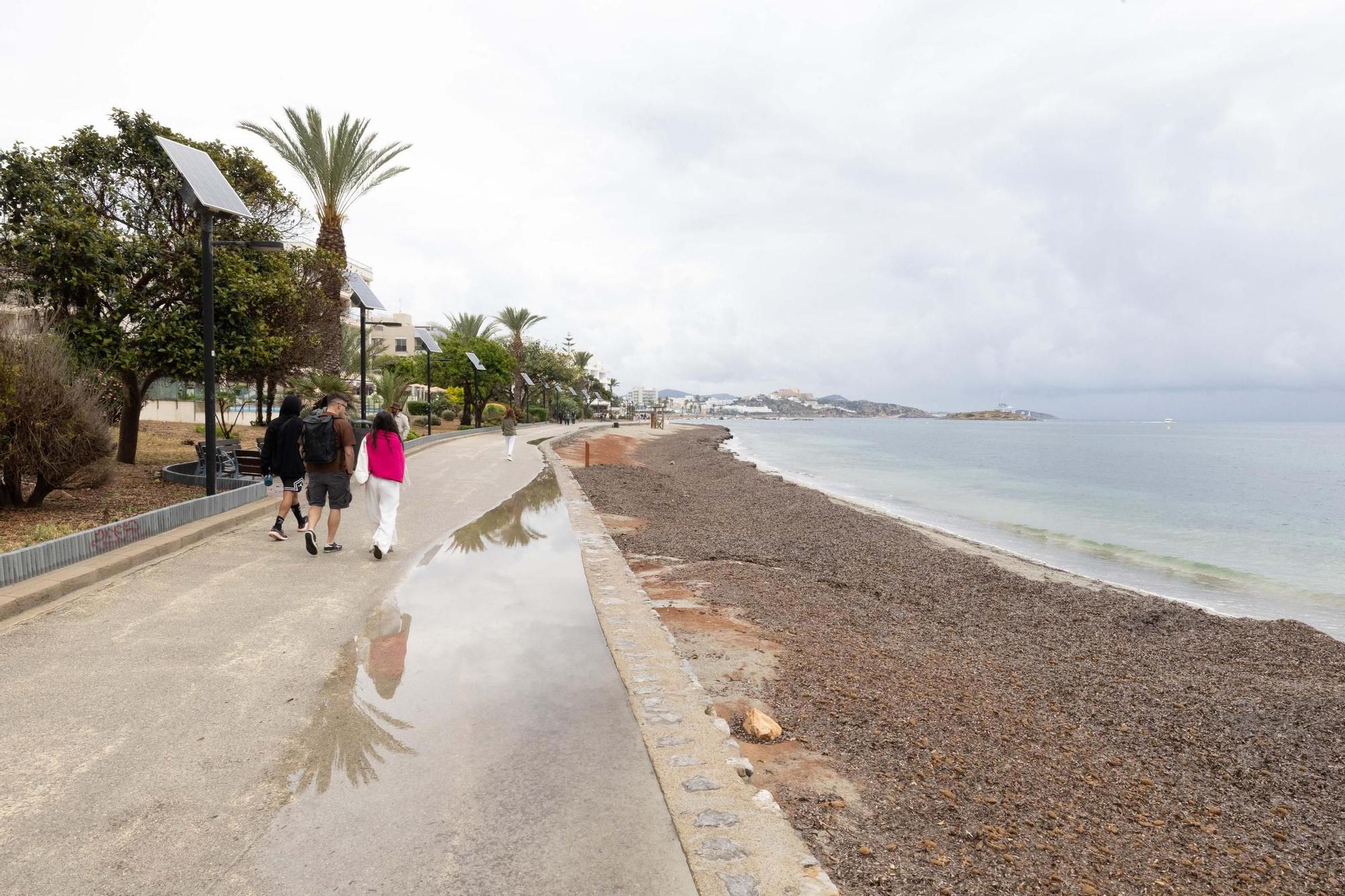 Posidonia en Platja d&#039;en Bossa