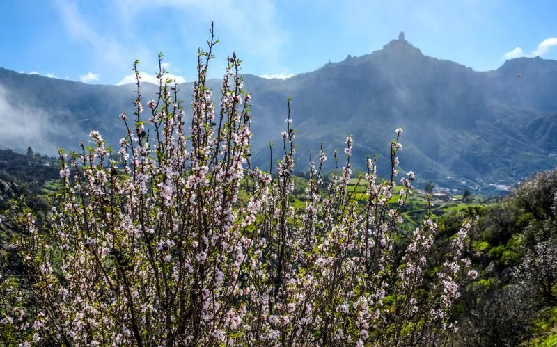 Almendros en flor