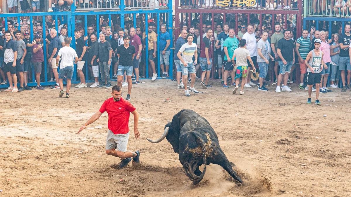 El toro ‘Zahonero’ demostró ayer por la tarde su nobleza sobre la plaza de Burriana y concentró todas las miradas mientras estuvo sobre la arena, en un sábado festivo a la altura del hito que supuso ‘Nubarrón’ hace tres años.