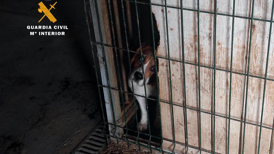 El Consell del Baix Empordà gestiona el trasllat dels 78 gossos dels criadors il·legals de Vilopriu a protectores