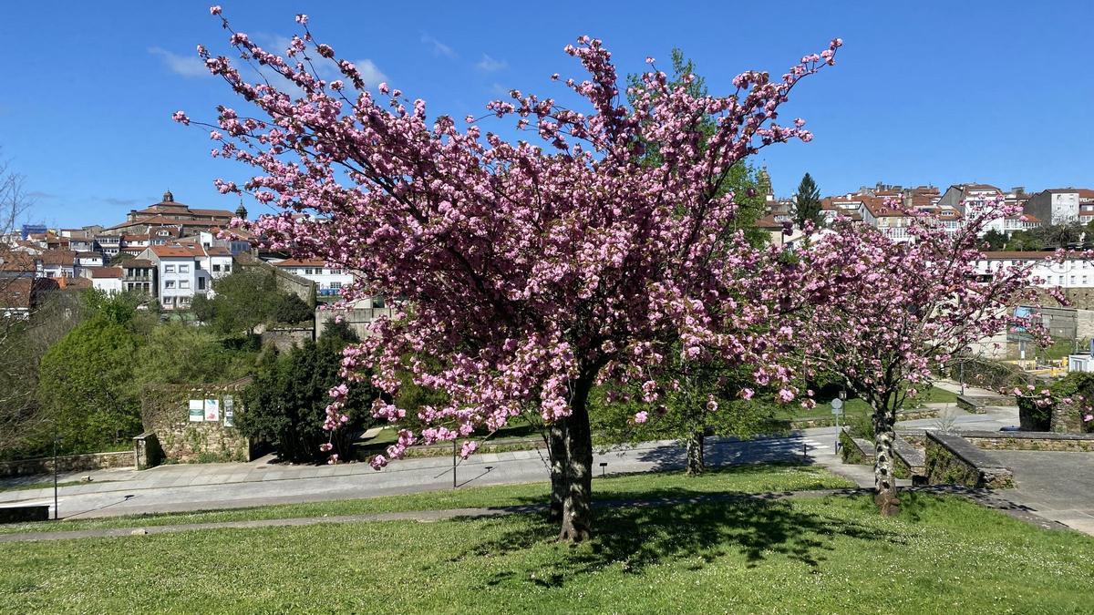 Cerezos de flor japoneses en plena floración en el Parque de Belvís