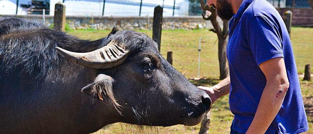 &quot;Pocholo&quot;, el búfalo de agua del núcleo zoológico de Tuernes el Pequeño, recibe los mimos de su dueño.