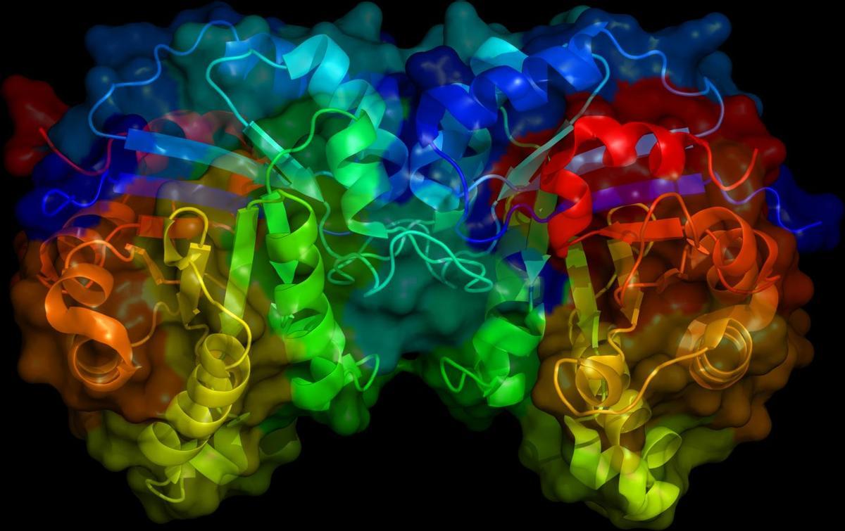 Estructura de una enzima triosephosphate isomerasa humana