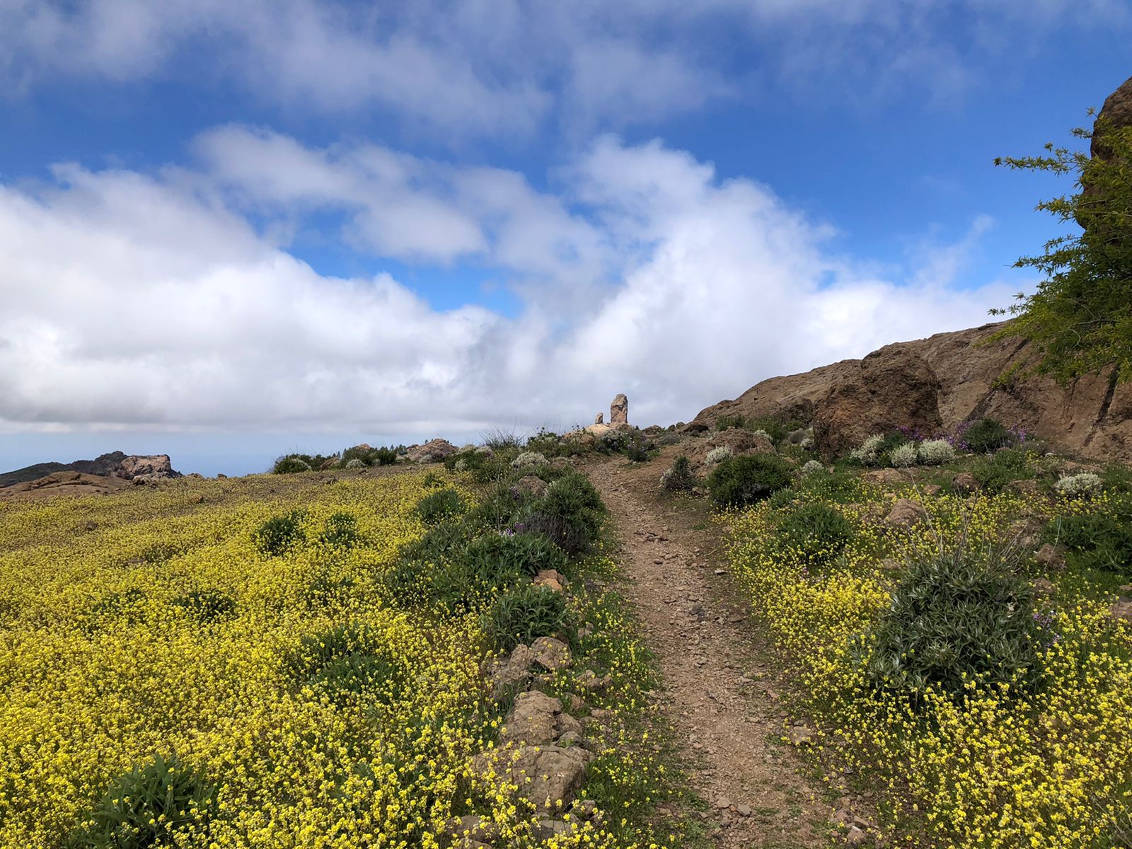 La primavera en Gran Canaria