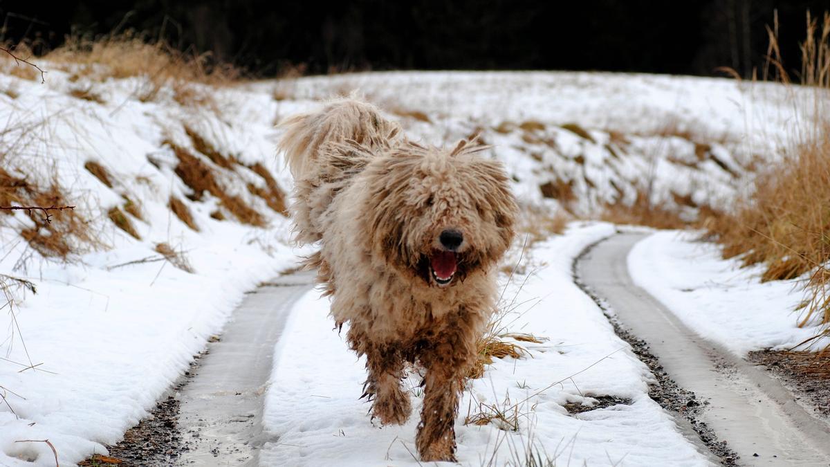 Komondor.