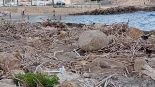 La acumulación de cañas genera malos olores en las playas de Cullera
