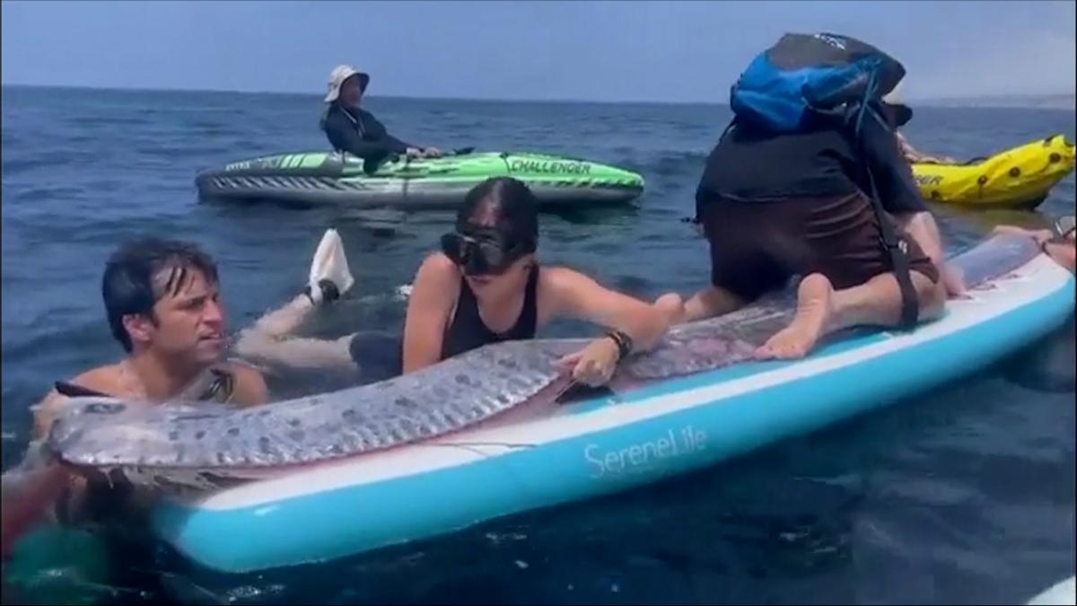 Un grupo de nadadores halla el cadaver de un “pez del fin del mundo” en California