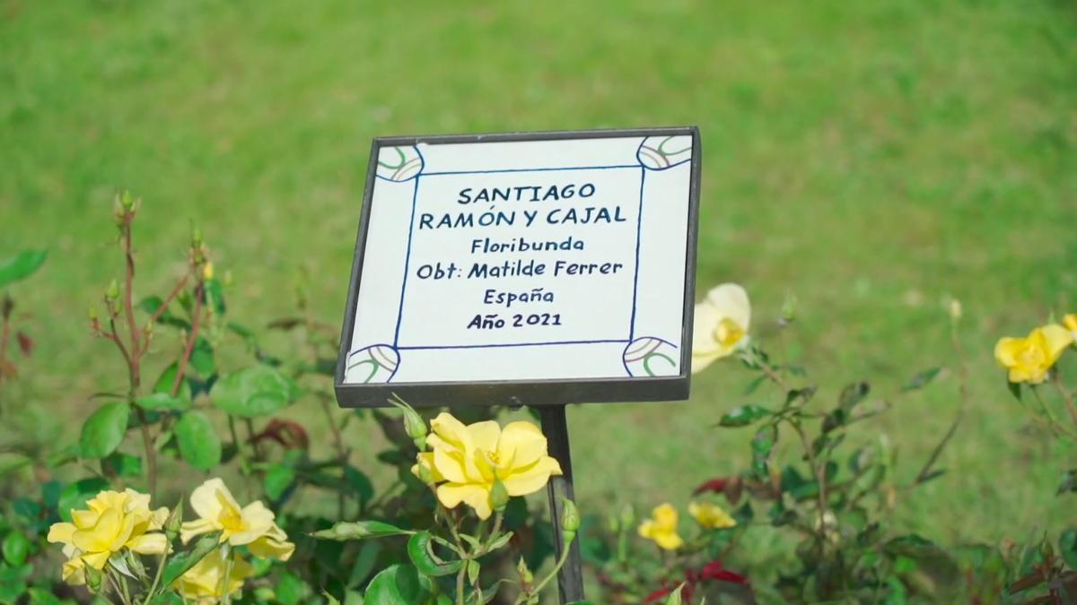 La hibridora Matilde Ferrer ha dedicado una rosa a Ramón y Cajal