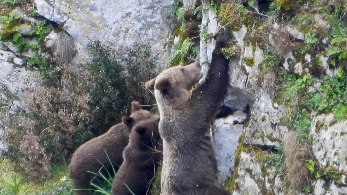 VÍDEO: Las impresionantes imágenes de una familia de osos en Somiedo tras la hibernación
