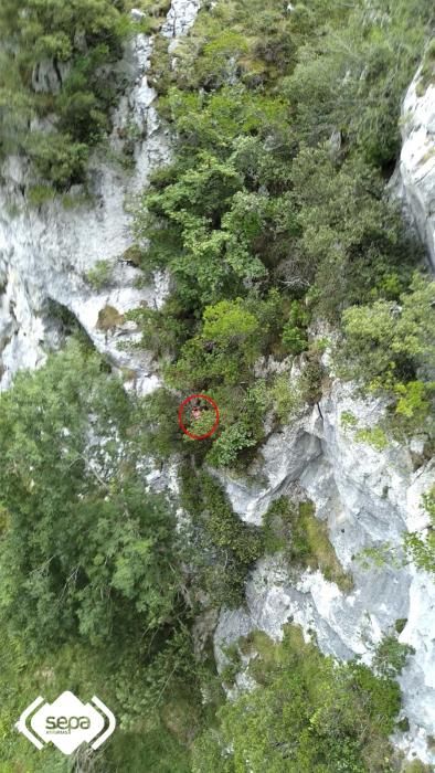 Un hombre resulta Ileso tras caer desde treinta metros de altura en la ruta del Cares.