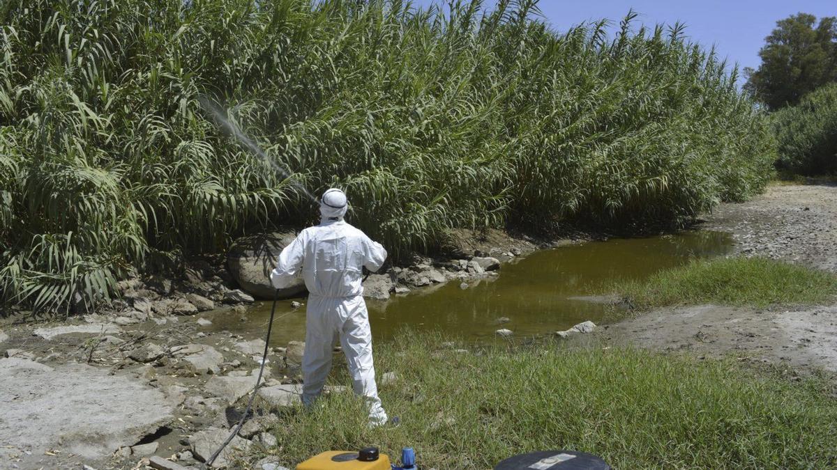 Un operario fumiga un cañaveral contra la presencia de mosquitos transmisores del virus del Nilo.
