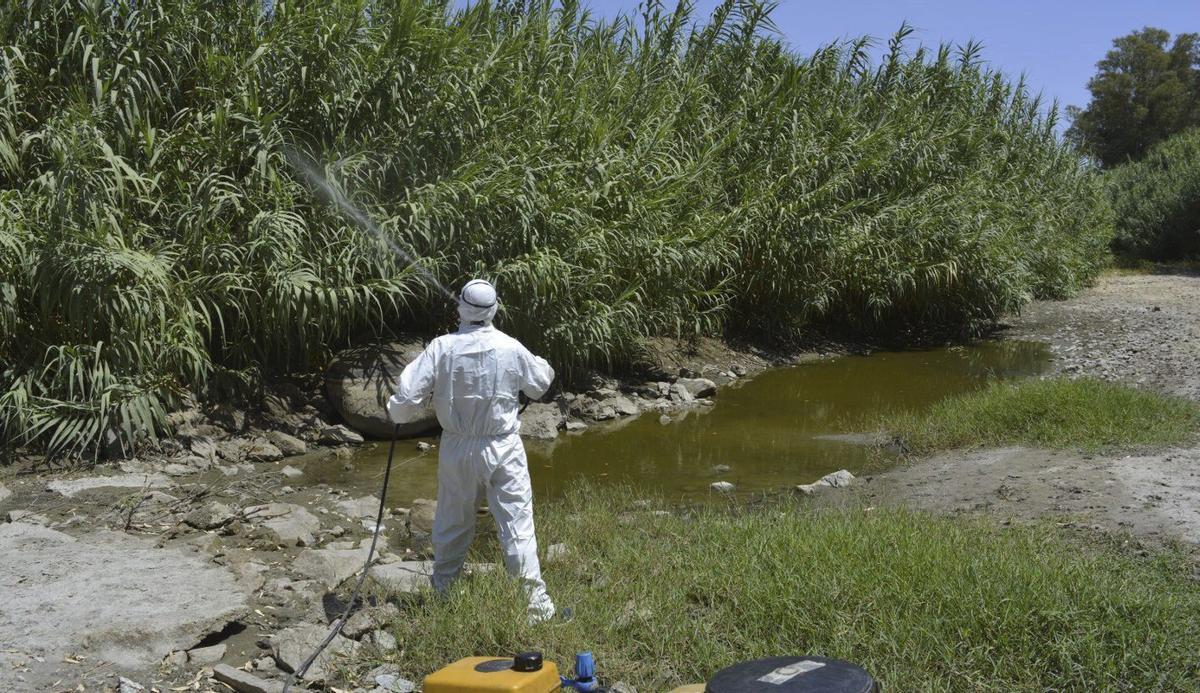 Un operario fumiga un cañaveral contra la presencia de mosquitos transmisores del virus del Nilo. | L.O.