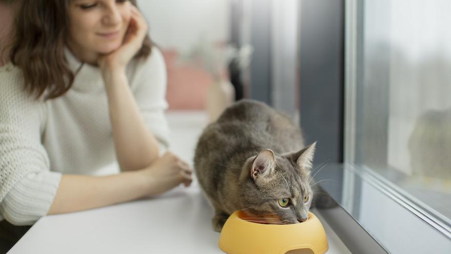 La mejor comida húmeda para tu gato que arrasa en Amazon