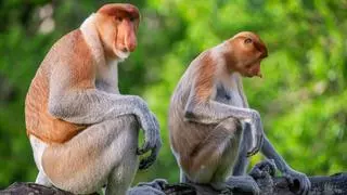¿Existe una conexión entre la religión y la protección animal?