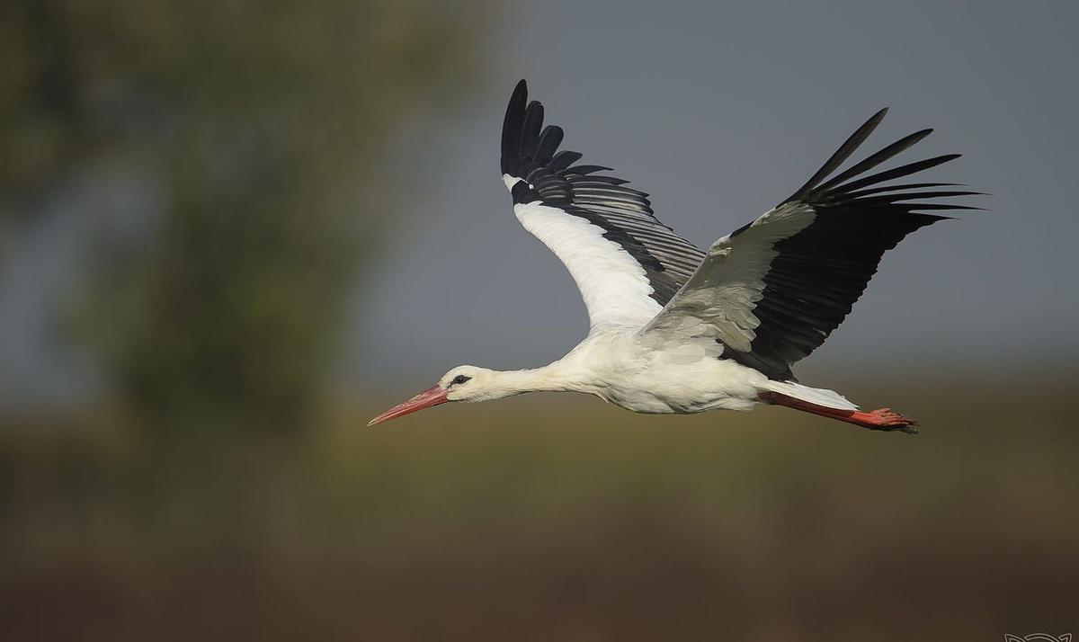 Cigüeña blanca en vuelo, una especie que cada vez es más sedentaria en España