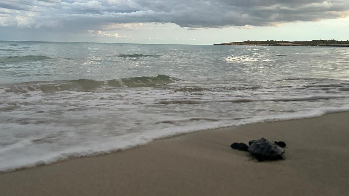 Eine Schildkröte läuft ins Meer am Strand von Cala Millor.